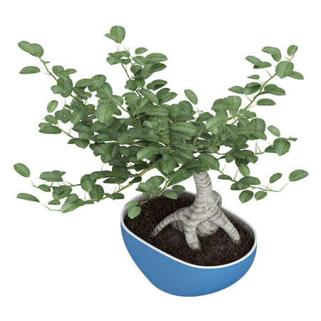 Bonsai tree in a pot isolated on white backgroundの写真素材