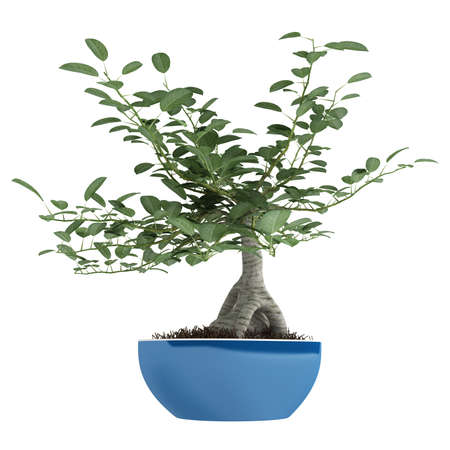 Bonsai tree in a pot isolated on white backgroundの写真素材