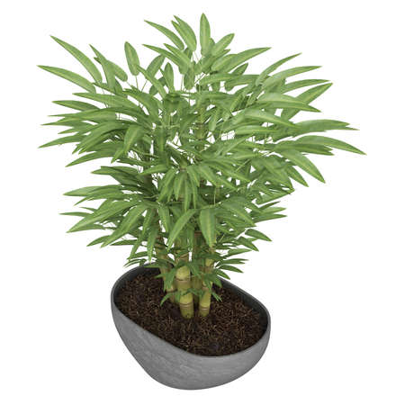 Ornamental bamboo growing in a container as a decorative houseplant isolated on whiteの写真素材