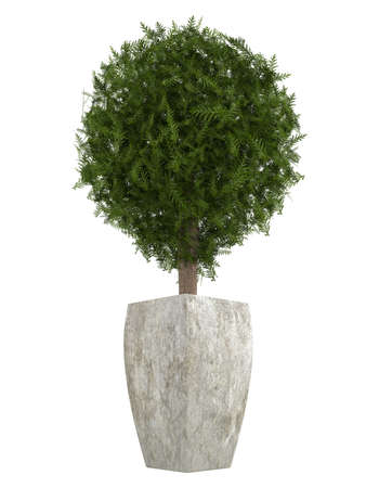 Evergreen cypress topiary tree in a container for use indoors as a houseplant or as a decorative landscaping plant in the garden isolated o whiteの写真素材