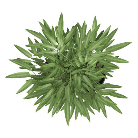 Ornamental bamboo growing in a container as a decorative houseplant isolated on whiteの写真素材