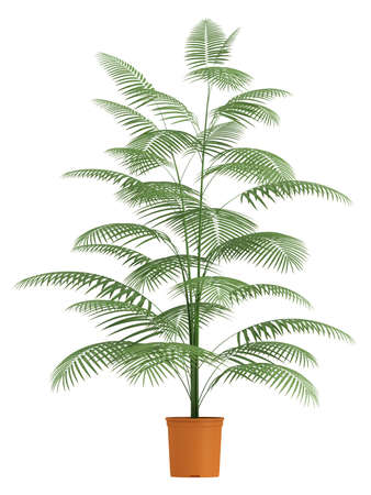A Chamaedorea palm with slender stems and pinnate leaves growing in a container isolated on whiteの写真素材