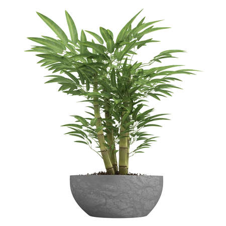 Ornamental bamboo growing in a container as a decorative houseplant isolated on whiteの写真素材