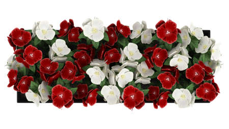 Window box of colourful red and white Madagascan Periwinkle flowers isolated on whiteの写真素材