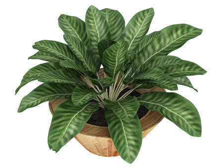Dieffenbachia with variegated leaves growing in a wooden container as an ornamental houseplant isolated on whiteの写真素材