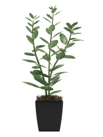 Studio shot of home plant in a pot isolated on white backgroundの写真素材