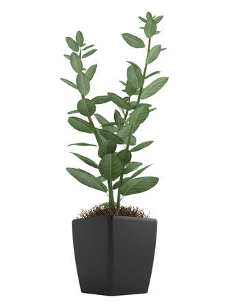 Studio shot of home plant in a pot isolated on white backgroundの写真素材