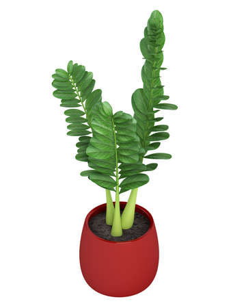 Zamiokulkas or the Zanzibar Gem is a flowering plant often used as an indoor houseplant for decorative purposes isolated on whiteの写真素材