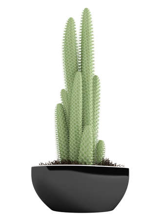 Cactus in a pot isolated on white backgroundの写真素材