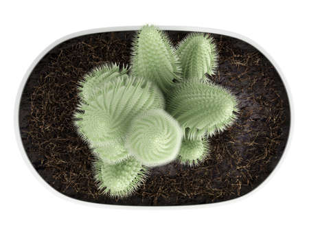 Cactus in a pot isolated on white backgroundの写真素材