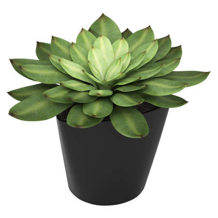 Echeveria is a succulent with colourful fleshy leaves arranged in rosettes, growing in a container isolated on whiteの写真素材