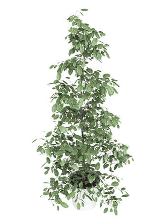 Tall ficus, or fig, growing in a white container as an ornamental houseplant isolated on whiteの写真素材