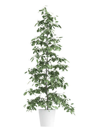 Tall ficus, or fig, growing in a white container as an ornamental houseplant isolated on whiteの写真素材