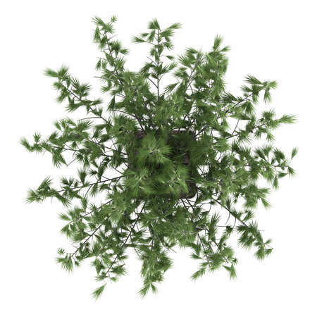 Potted manicured cypress with a trimmed stem and leafy crown growing in a rectangular ceramic container isolated on whiteの写真素材
