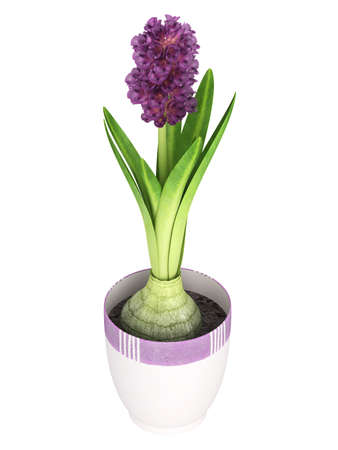 Potted purple hyacinth in a ceramic container with a portion of the bulb visible kept indoors for its strong fragrance and pretty inflorescence isolated on whiteの写真素材