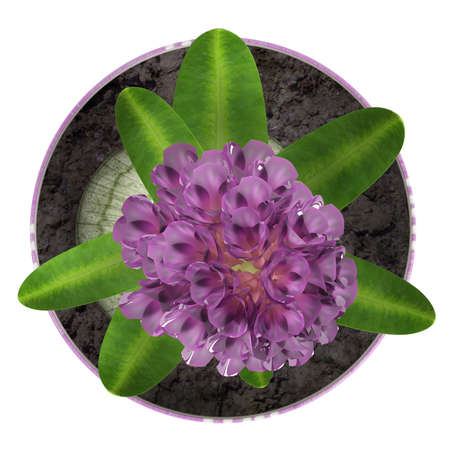 Potted purple hyacinth in a ceramic container with a portion of the bulb visible kept indoors for its strong fragrance and pretty inflorescence isolated on whiteの写真素材