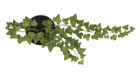 Ivy plant growing in a cheerful yellow pot as a houseplant isolated on whiteの写真素材