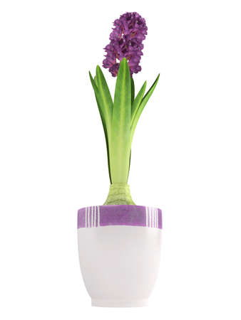 Potted purple hyacinth in a ceramic container with a portion of the bulb visible kept indoors for its strong fragrance and pretty inflorescence isolated on whiteの写真素材