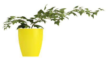 Ivy plant growing in a cheerful yellow pot as a houseplant isolated on whiteの写真素材