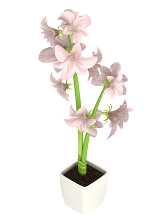Pink Hippeastrum flowers, also commonly called Amaryllis, which are a winter flowering bulb that does well indoors in containers isolated on whiteの写真素材