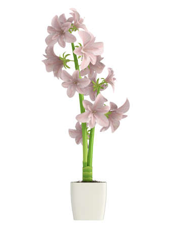 Pink Hippeastrum flowers, also commonly called Amaryllis, which are a winter flowering bulb that does well indoors in containers isolated on whiteの写真素材