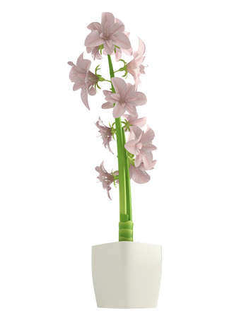 Pink Hippeastrum flowers, also commonly called Amaryllis, which are a winter flowering bulb that does well indoors in containers isolated on whiteの写真素材