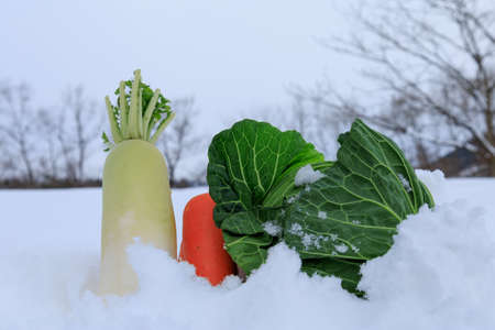 Stored winter vegetables in the snowの写真素材