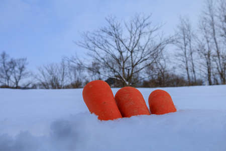 Stored winter vegetables in the snow