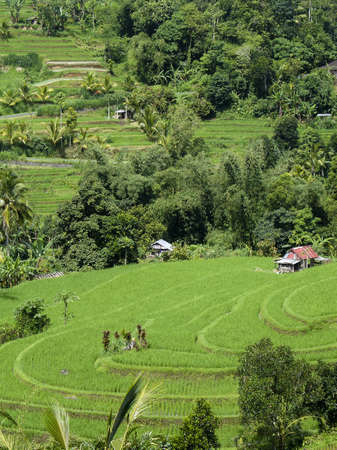 Island Bali - a green rice paddy field on hills with some buildingsの写真素材