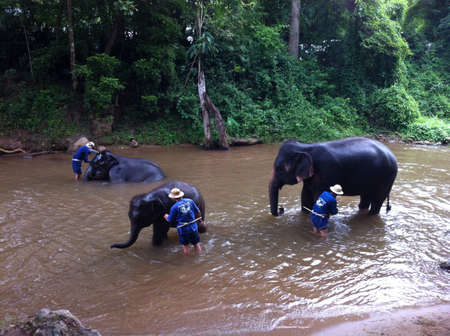 Baby Elephant got washed in River in Jungle Thailand near Chiang Maiの素材
