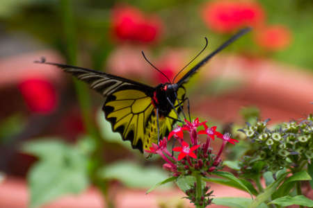 Colorful butterfly stay on flower.の写真素材