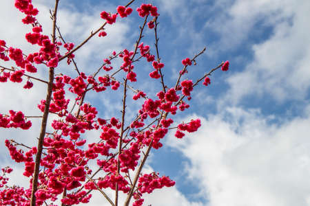 Beautiful cherry blossoms in full bloom, photographed in Chiayi, Taiwan.