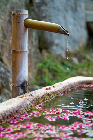 A pool full of floating cherry blossoms, photographed in Chiayi, Taiwan.の写真素材