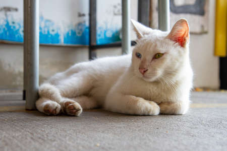 White cat with heterochromia iridum.の写真素材