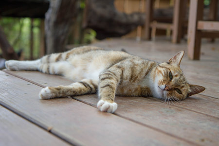 The cat is sleeping on the wooden floor in the garden, Thailand.の写真素材