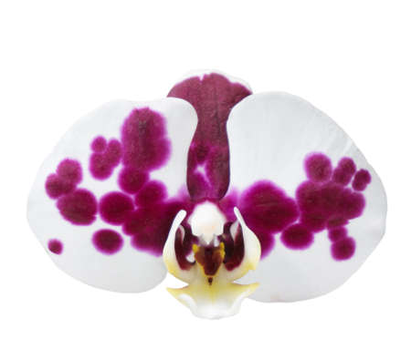 Orchird Flower Isolated on Whiteの写真素材