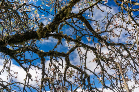 Almond Flowers on the blue Sky Background with White Cloudsの写真素材