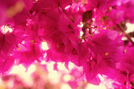 Bougainvillea flowers. Mostly blurred floral pink background