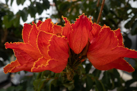 African tulip tree flower. Orange petals closeupの写真素材