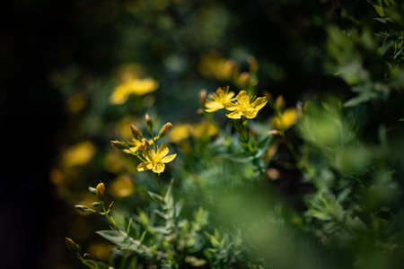 Yellow flowers on green leaves background. Toadflax-leaf St. Johns wortの写真素材
