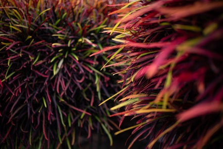 Fire croton or codiaeum variegatum foliage. Narrow leaves of Zanzibar crotonの写真素材
