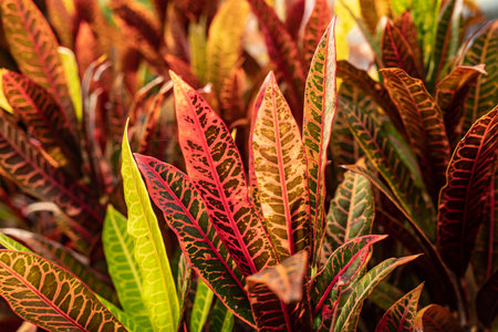 Fire croton or codiaeum variegatum foliage. Narrow leaves of variegated crotonの写真素材