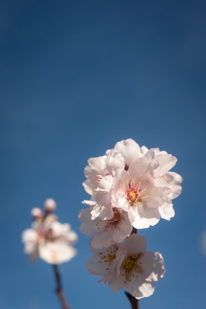 Almond tree flowers closeup. A branch on a blue sky backgroundの写真素材