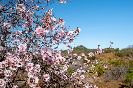 Pink almond tree blossom on blue sky and green hill background with brown soilの写真素材