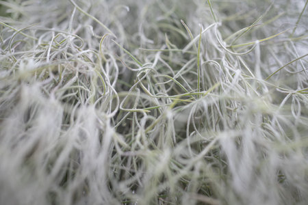 Blurred old mans beard closeup. Almost white tillandsia usneoides spanish moss