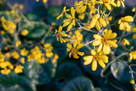 Yellow flowers on dark green leaves background. A bee pollinating its blossomの写真素材