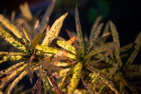 Colorful leaves of Bush on Fire Croton. Green, red, purple and yellow leaves