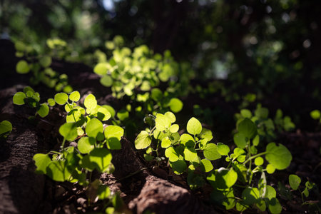 Fresh spring leaves growing from between roots. Glowing with sunshine leaves