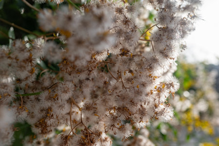 Small cape ivy fluffy white dandelion-like seeds closeup against the sun