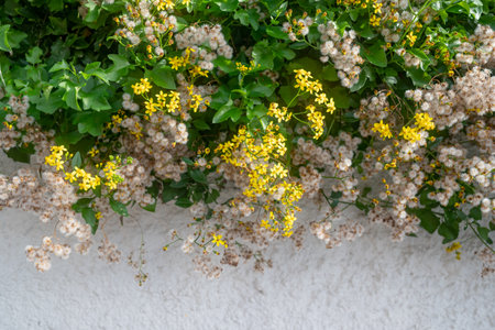 Yellow flowers and fluffy white dandelion-like seeds of cape ivy on white wall